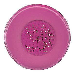 LES Endo Agar 菌落形态